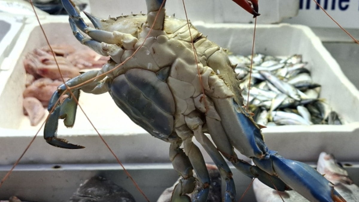 Okyanustan gelip Karadeniz'de ortaya çıktı: Tezgahta gören fotoğraf çekme yarışına girdi
