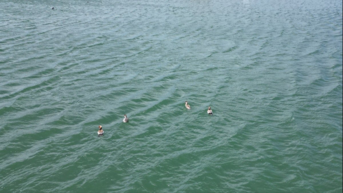 Sivas'ta görüntülendi: Hem de 8 tane birden