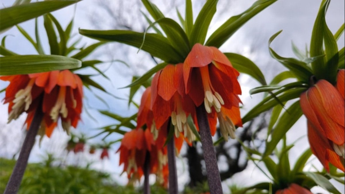 20 gün yaşıyor: Bu çiçeği koparan yandı!