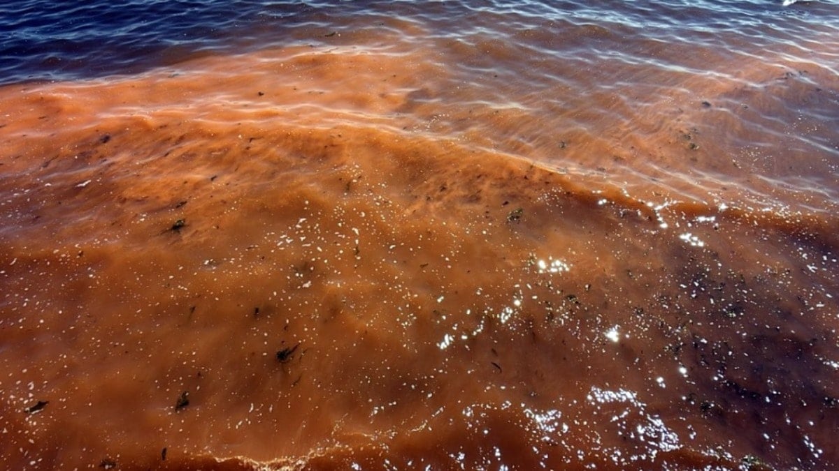Marmara Denizi turuncuya boyandı: Sebebi duyanları şaşırttı