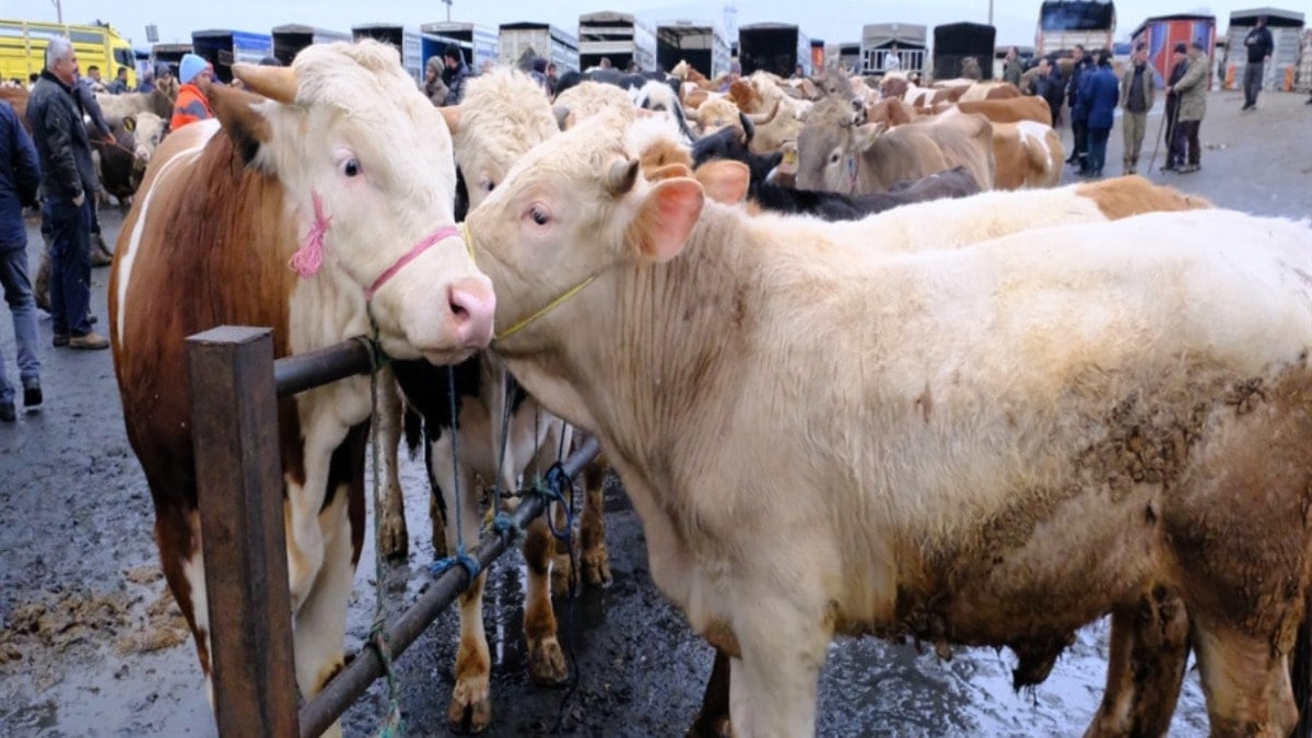 Türkiye'nin en büyük canlı hayvan pazarında yoğunluk