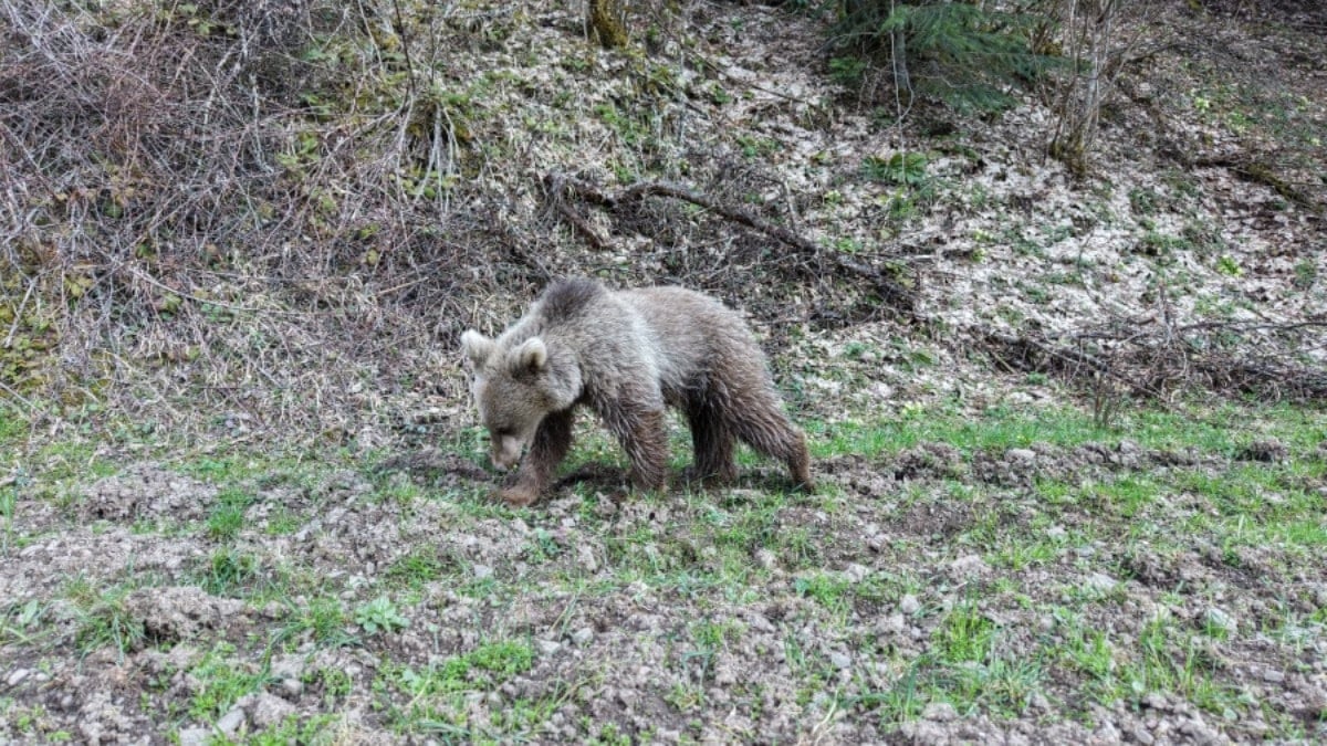 Yavru ayılar ormanlık alana indi