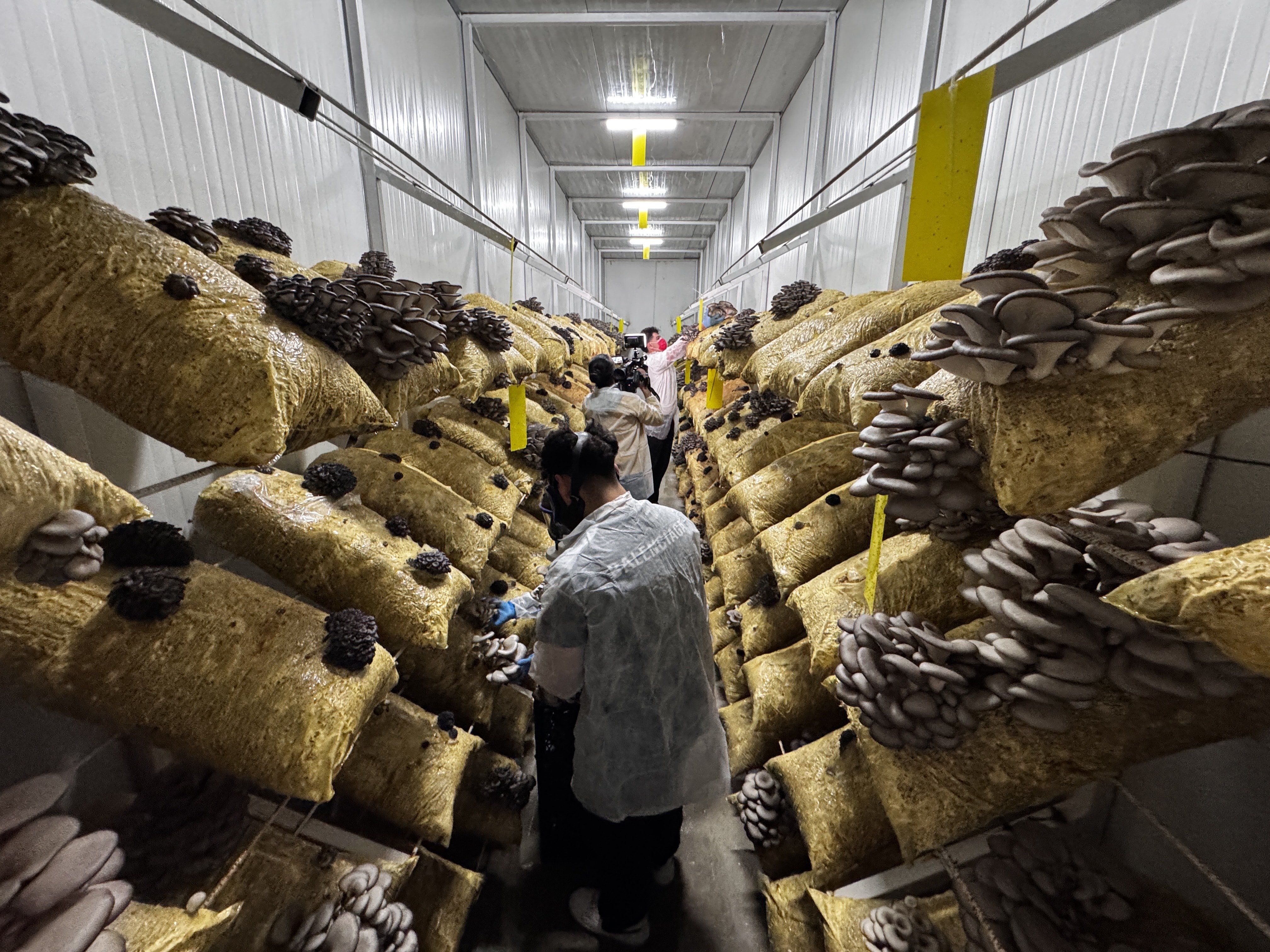 Hobi olarak başladı şimdi otel ve restoranlara kapış kapış satıyor: Kazancını duyan inanamıyor