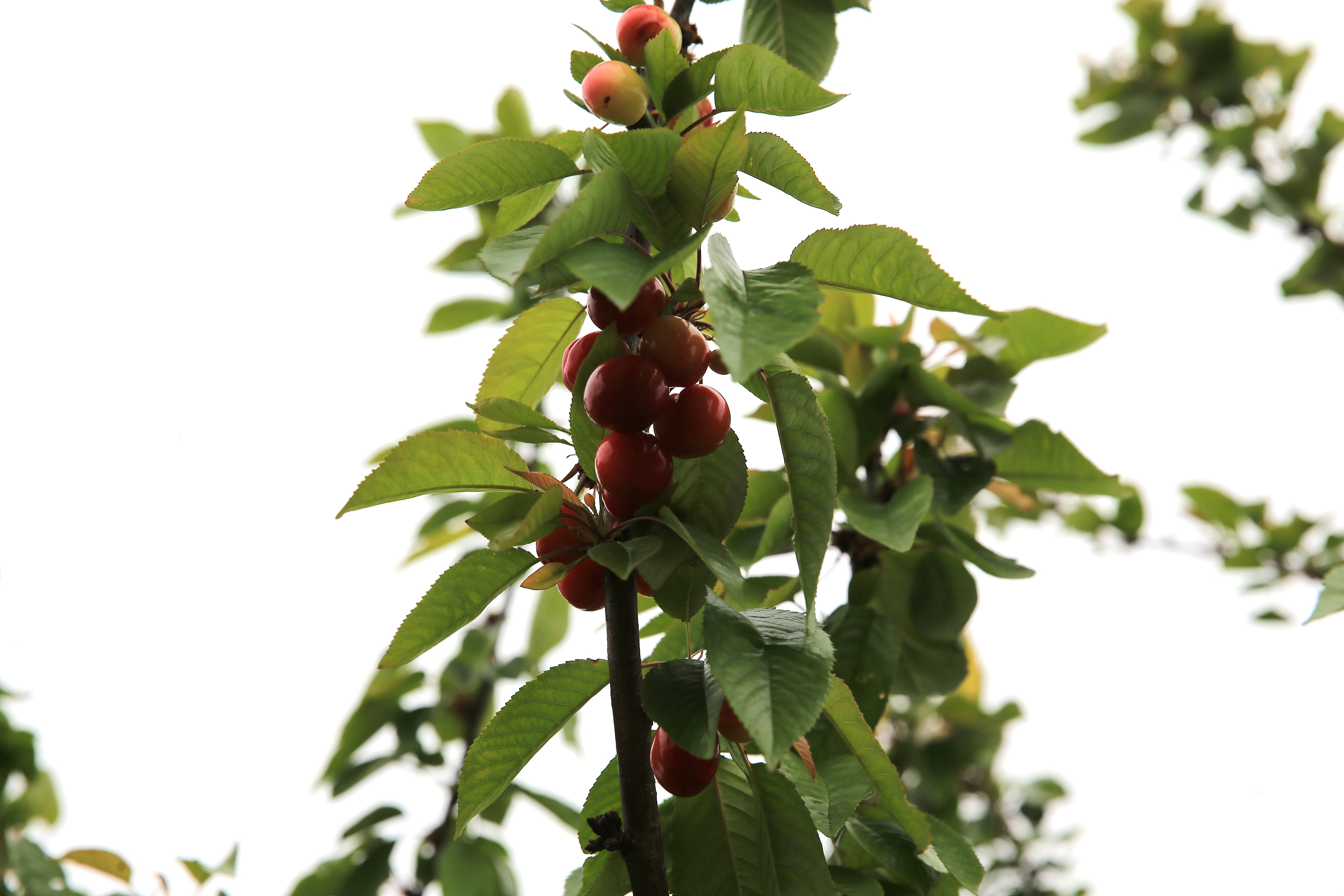 Yılın ilk hasadı yapıldı: Kilosu 6 bin lira