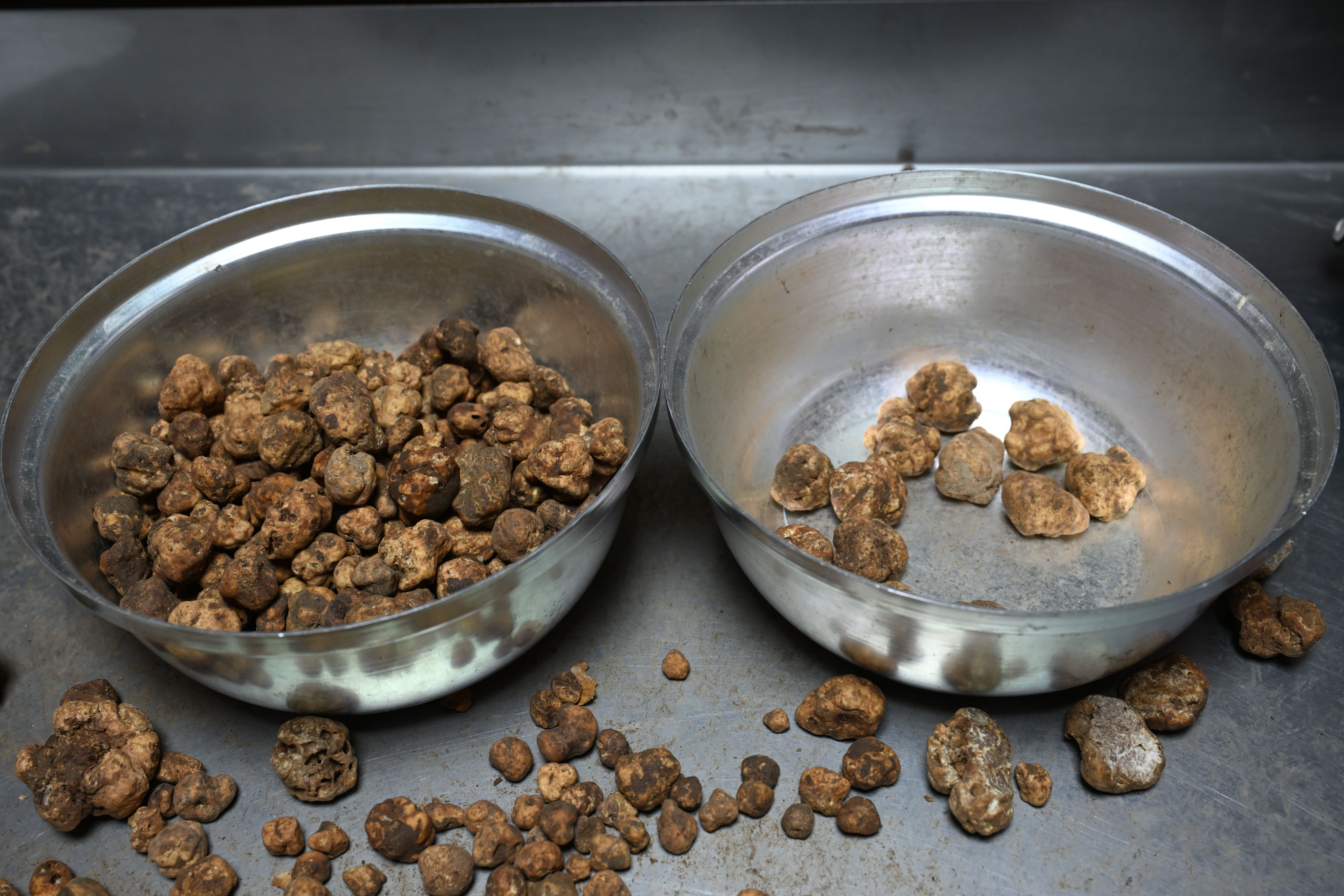 Türkiye'nin siyah elmasını keşfetti: Kilosu 20 bin liradan yılda 1 ton Avrupa'ya gönderiyor