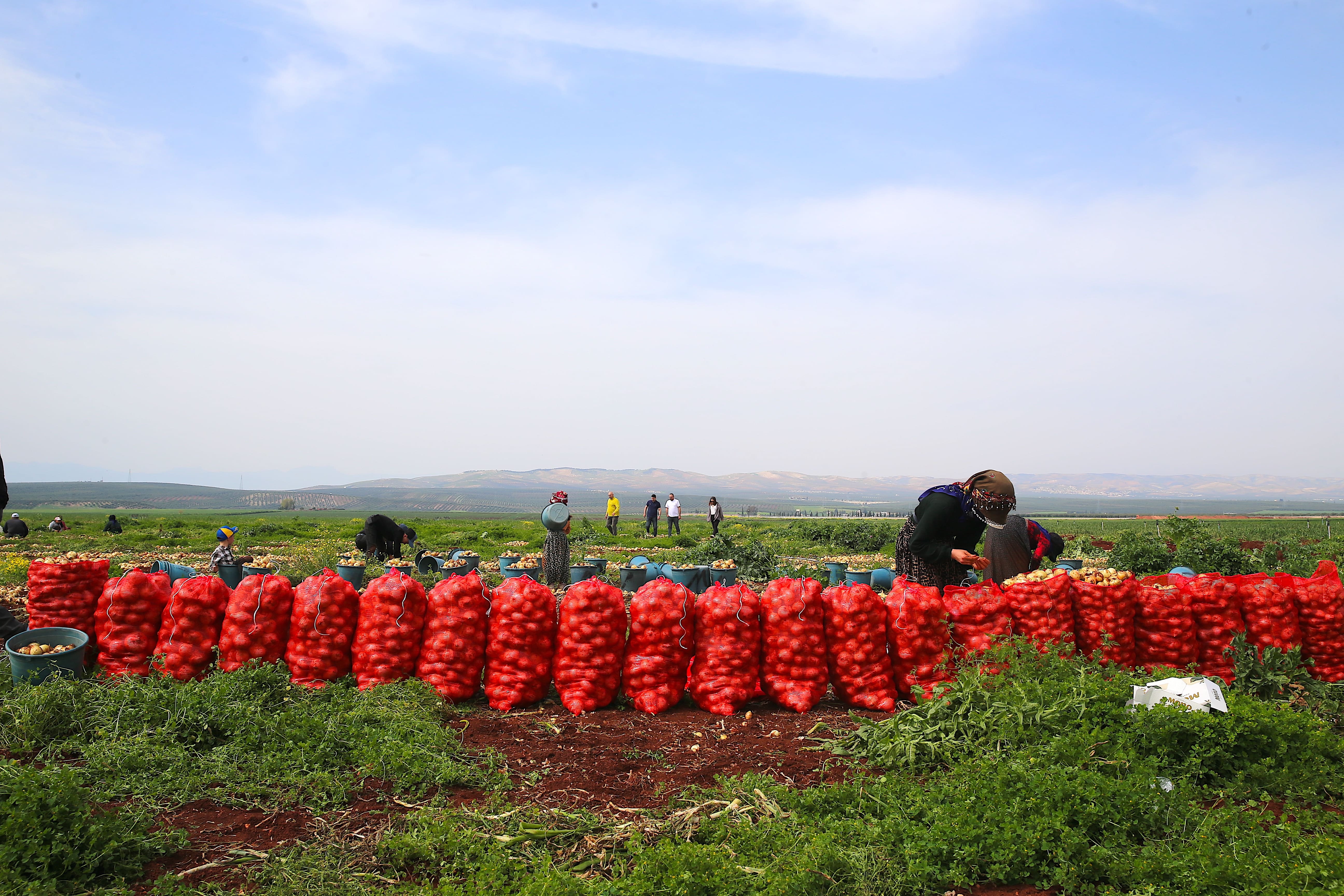 Çuval çuval hasat edilmeye başlandı: 122 bin ton rekolte bekleniyor