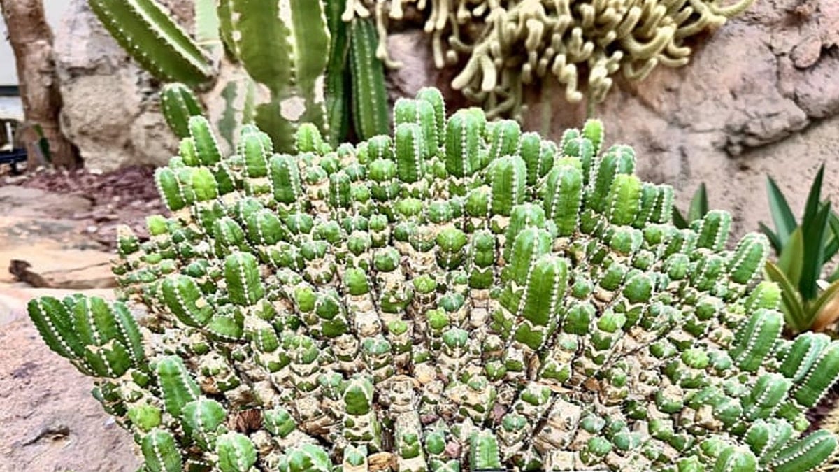 Dünyanın en acı bitkisi: En acı biber bile yanında hafif kalıyor 