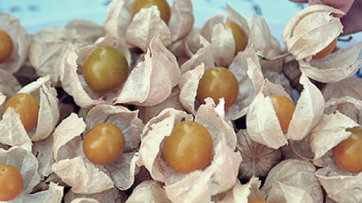 Bu meyveyi üreten 1 senede evini arabasını alıyor: Servet değerinde