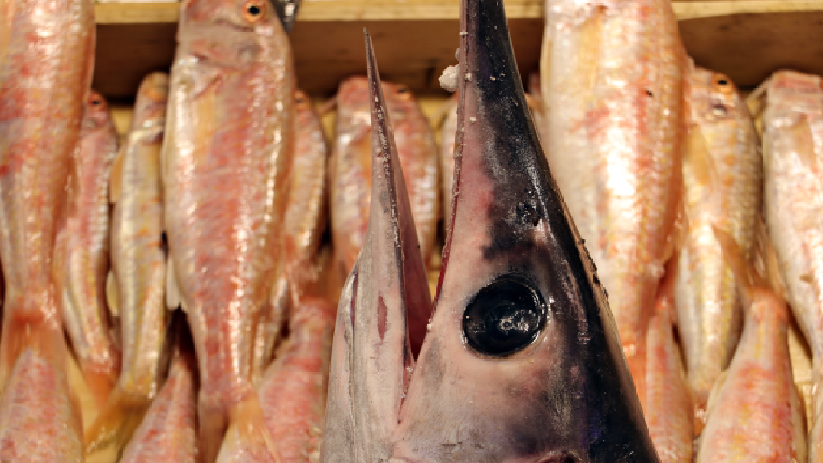 Balıkçının yakaladığı tek bir balıkla tüm ilçe karnını doyurdu