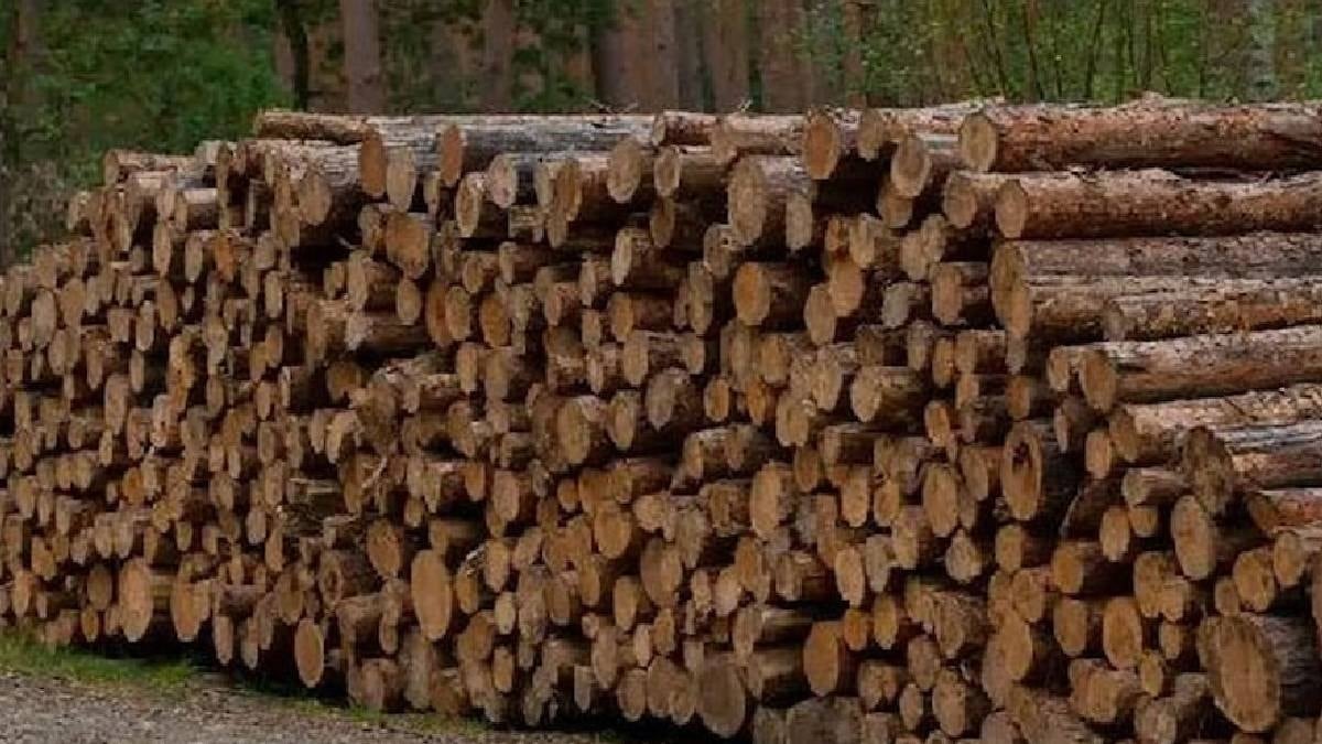 Günün 24 saati elektrik üreten ahşap üretildi