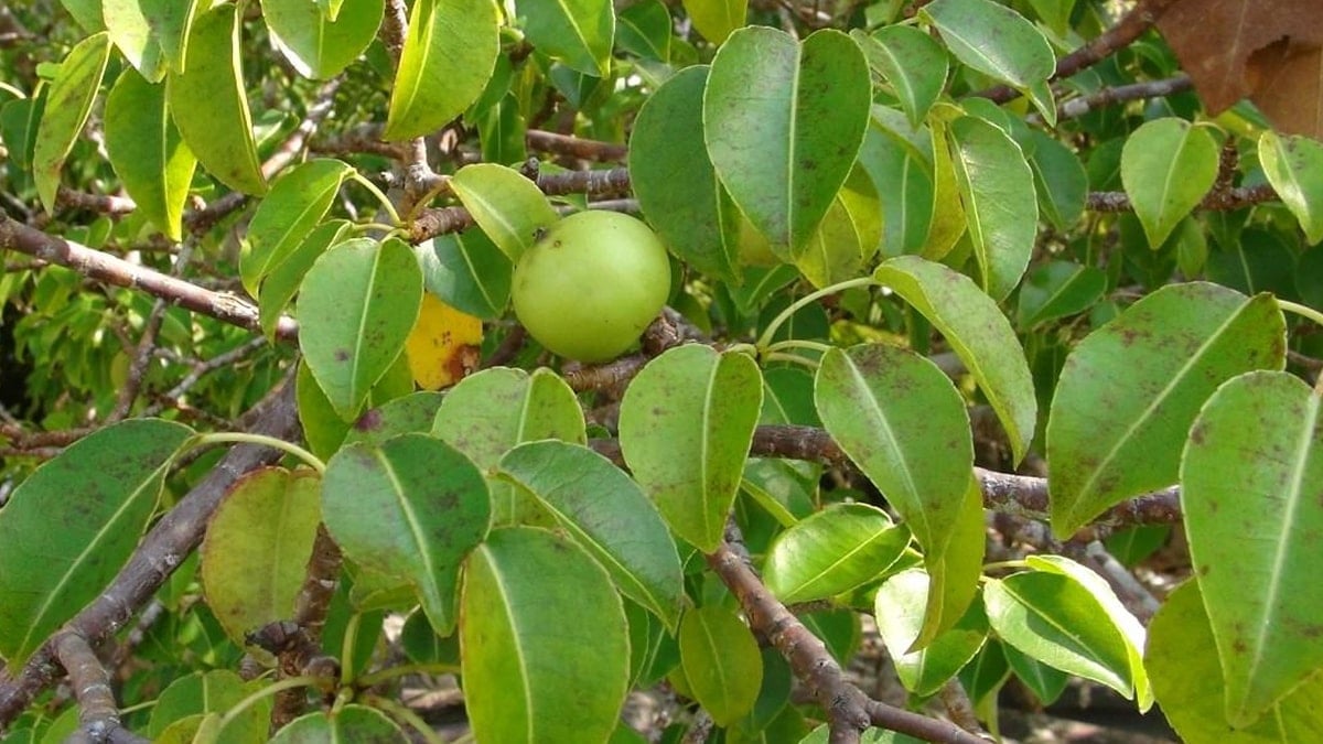 Bu ağacın meyvesine sakın aldanmayın: Çok zehirli