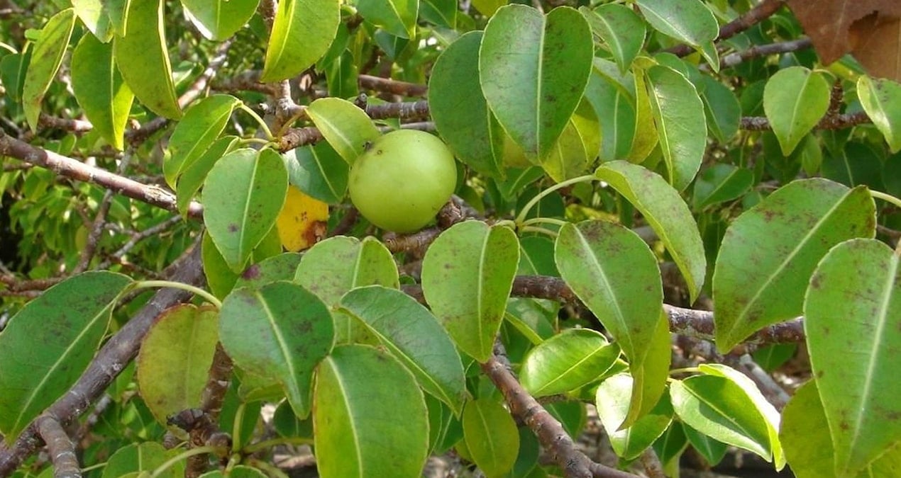 Bu ağacın meyvesine sakın aldanmayın: Çok zehirli