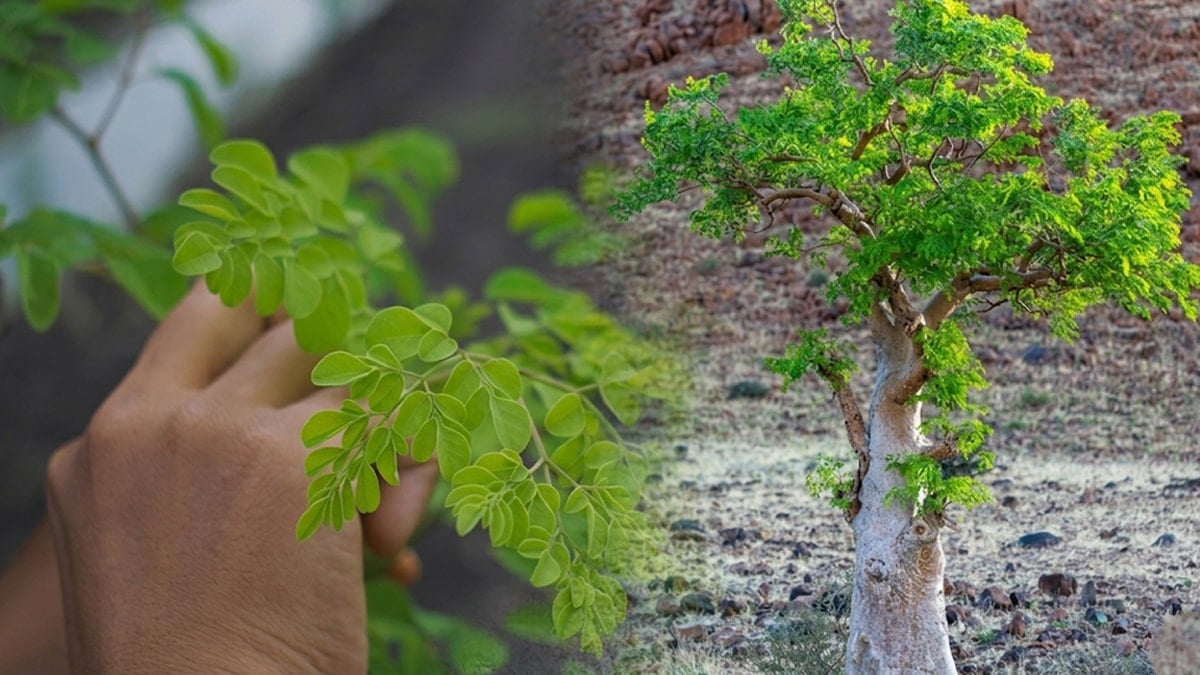 İçme suyunu arıtan mucizevi ağaç: Bütün insanlığı kurtaracak 