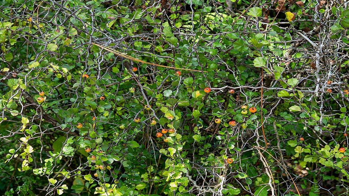 Çalıların arasında bedava yetişiyor: Toplayıp satan zengin oluyor