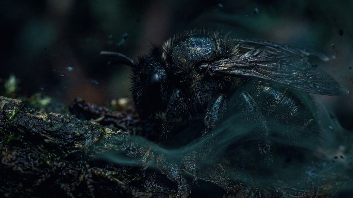 119 yıl sonra yeniden ortaya çıktı