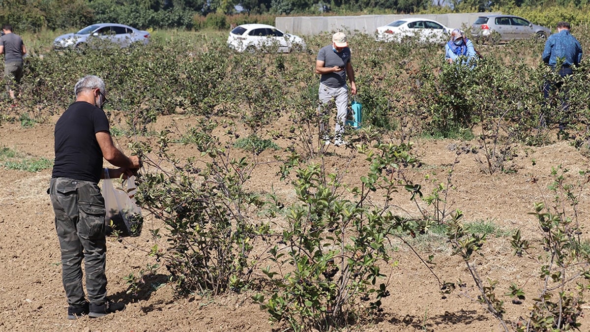 Günde 1 avuç tüketenin kalbi gençleşiyor 