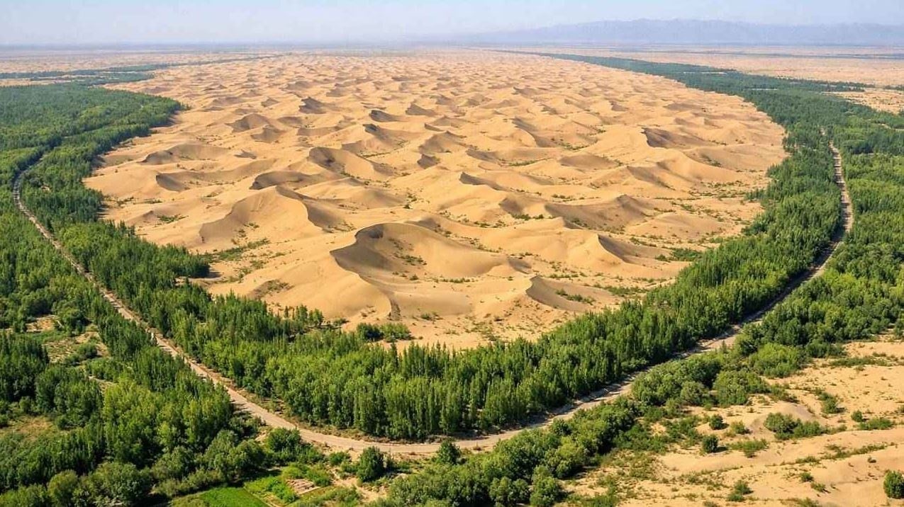 Çölü buğday tarlasına çevirdiler: Hasadına yetişemiyorlar