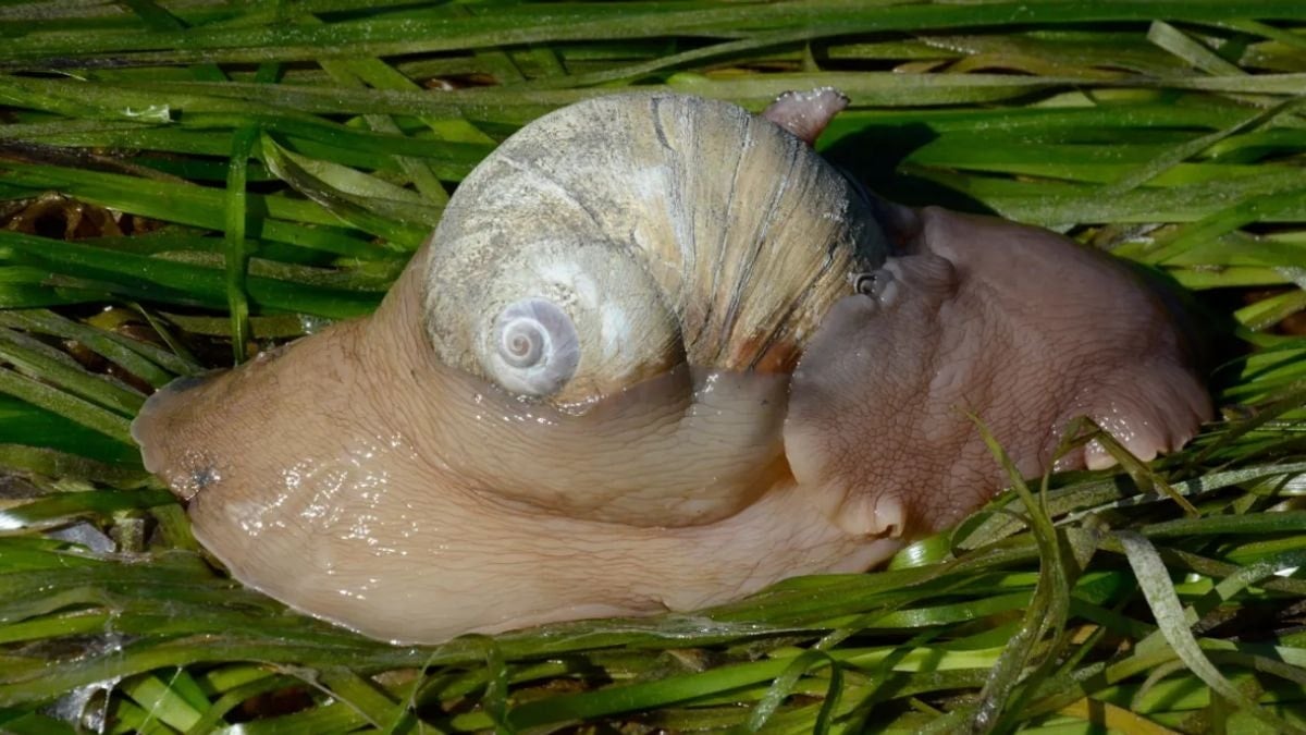 Asit üreten salyangozların sıra dışı avlanma yöntemi şaşkınlık yarattı