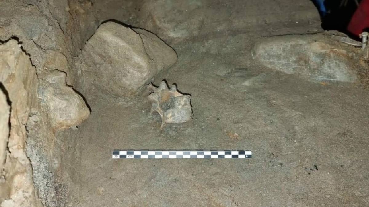 Gizemli mağarada hiçbir yerde bulunmayan 46 tür keşfedildi