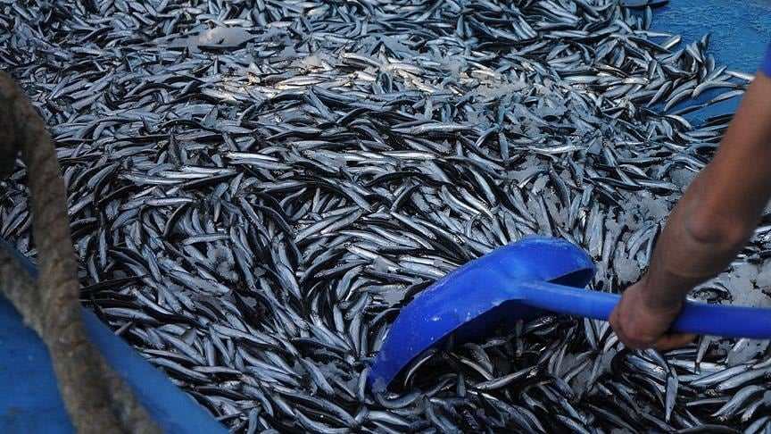 Türkiye'de geçen yıl 207 bin 371 balıkçılık denetimi yapıldı