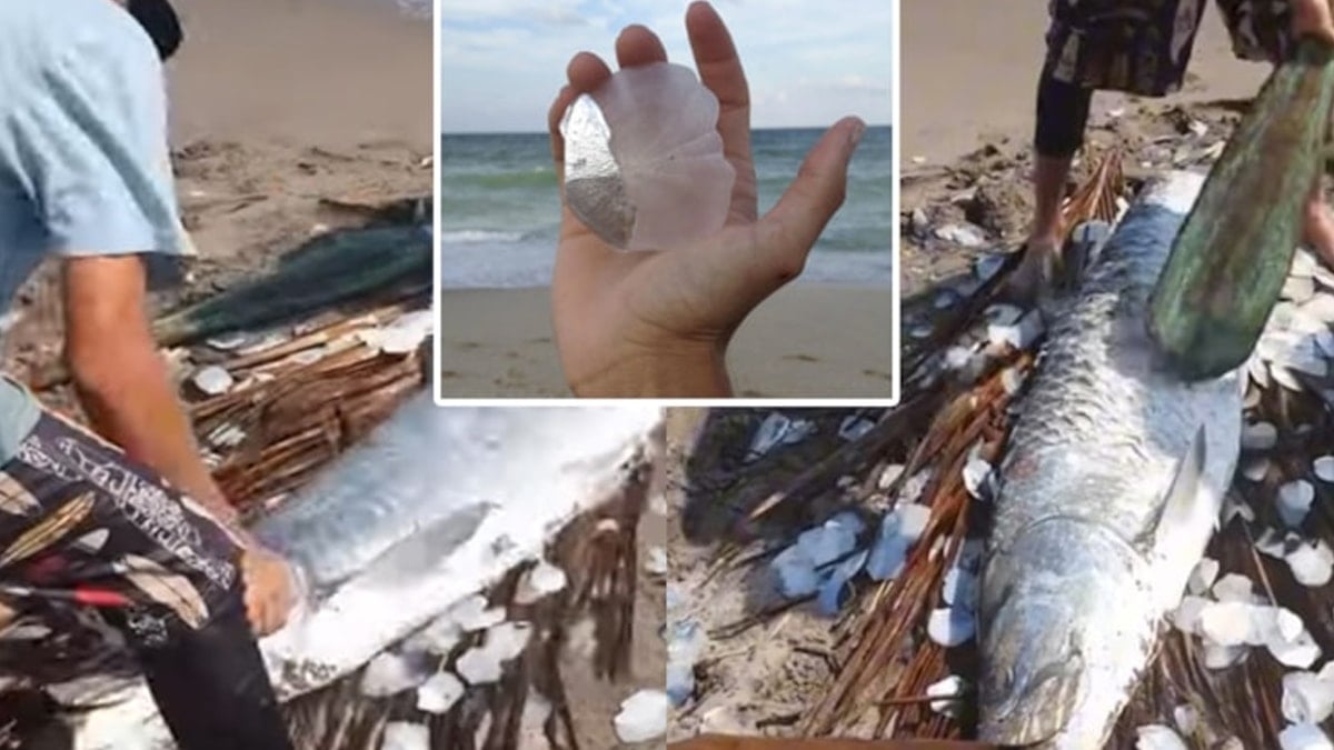 Balık değil darphane: Pullarını söken servet sahibi oluyor