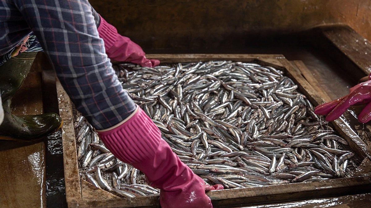 Kalbi ve beyni yenileyen en ucuz balık 