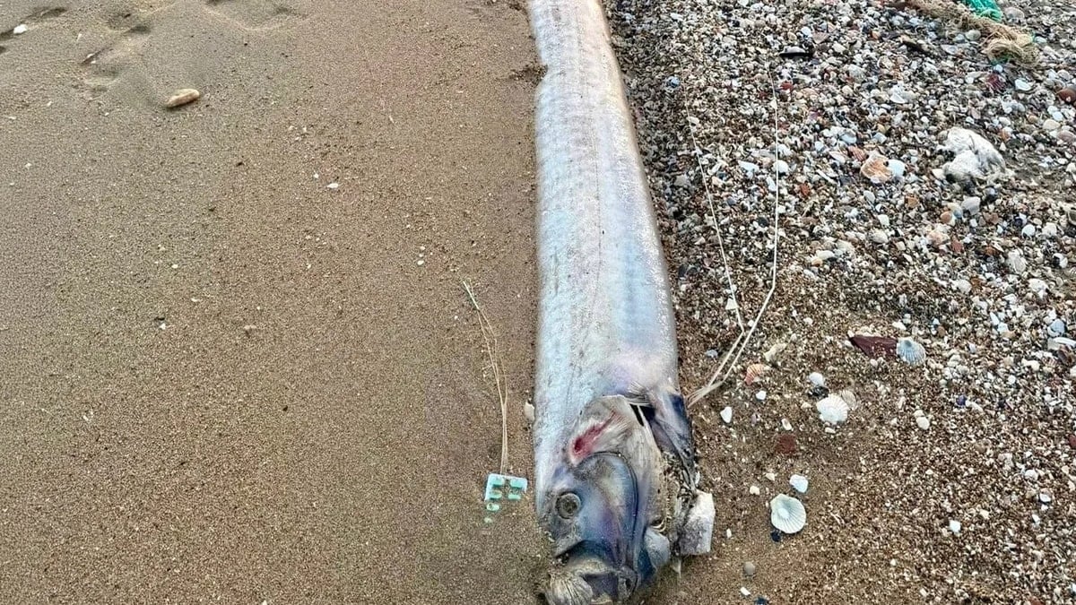 'Kıyamet habercisi' sahile indi: Tek tek karaya vuruyorlar