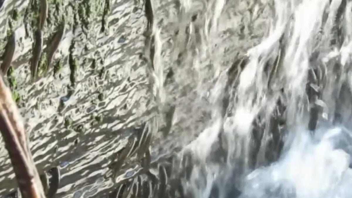 Balıkların 'Everest' tırmanışı: Bir santim bile geri adım atmıyor