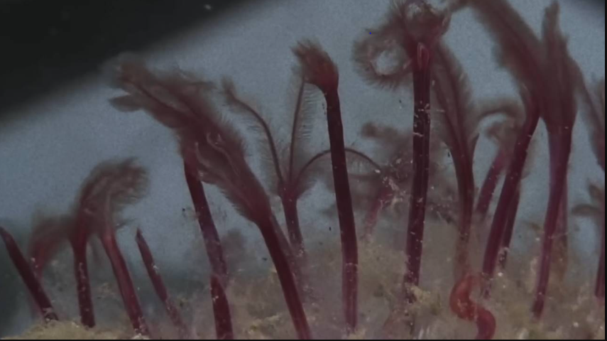 Okyanusun dibnden yükseliyorlar: Geriye kemik bile bırakmadan yiyorlar