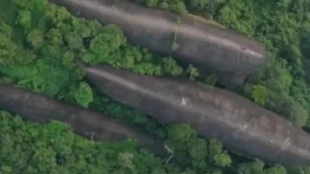 Ormanın ortasında 100 metrelik üç dev balina bulundu