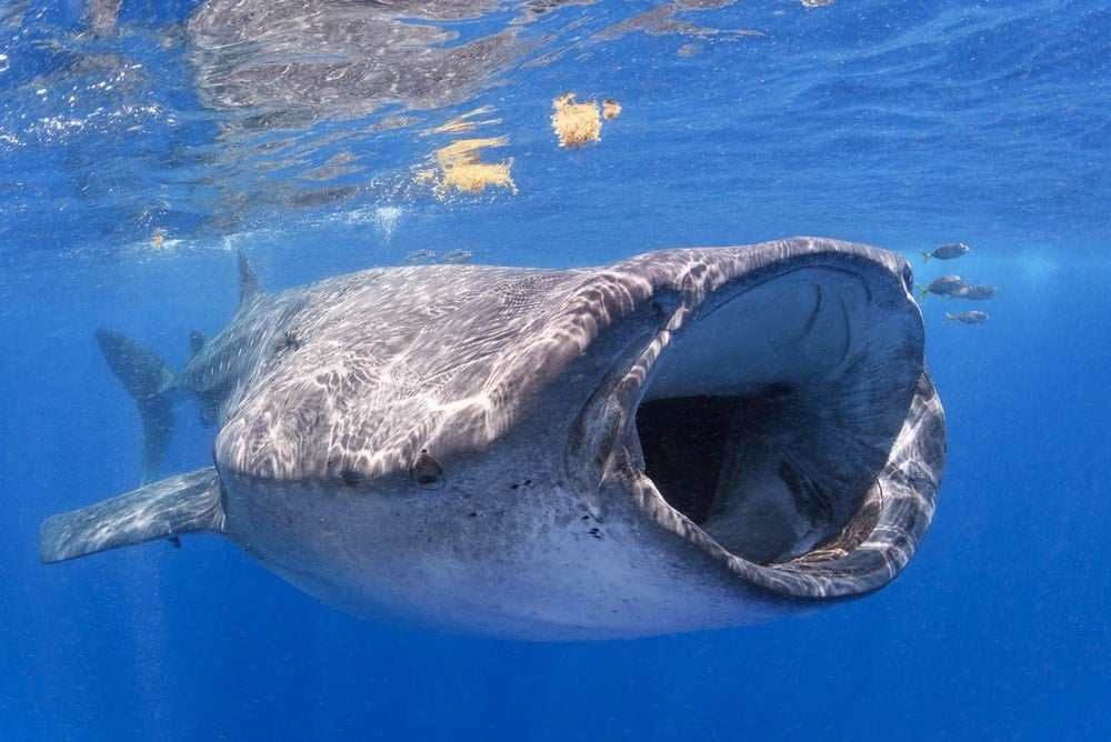 Tıpkı insan gibi konuşan balinalar bilim dünyasını şoka soktu