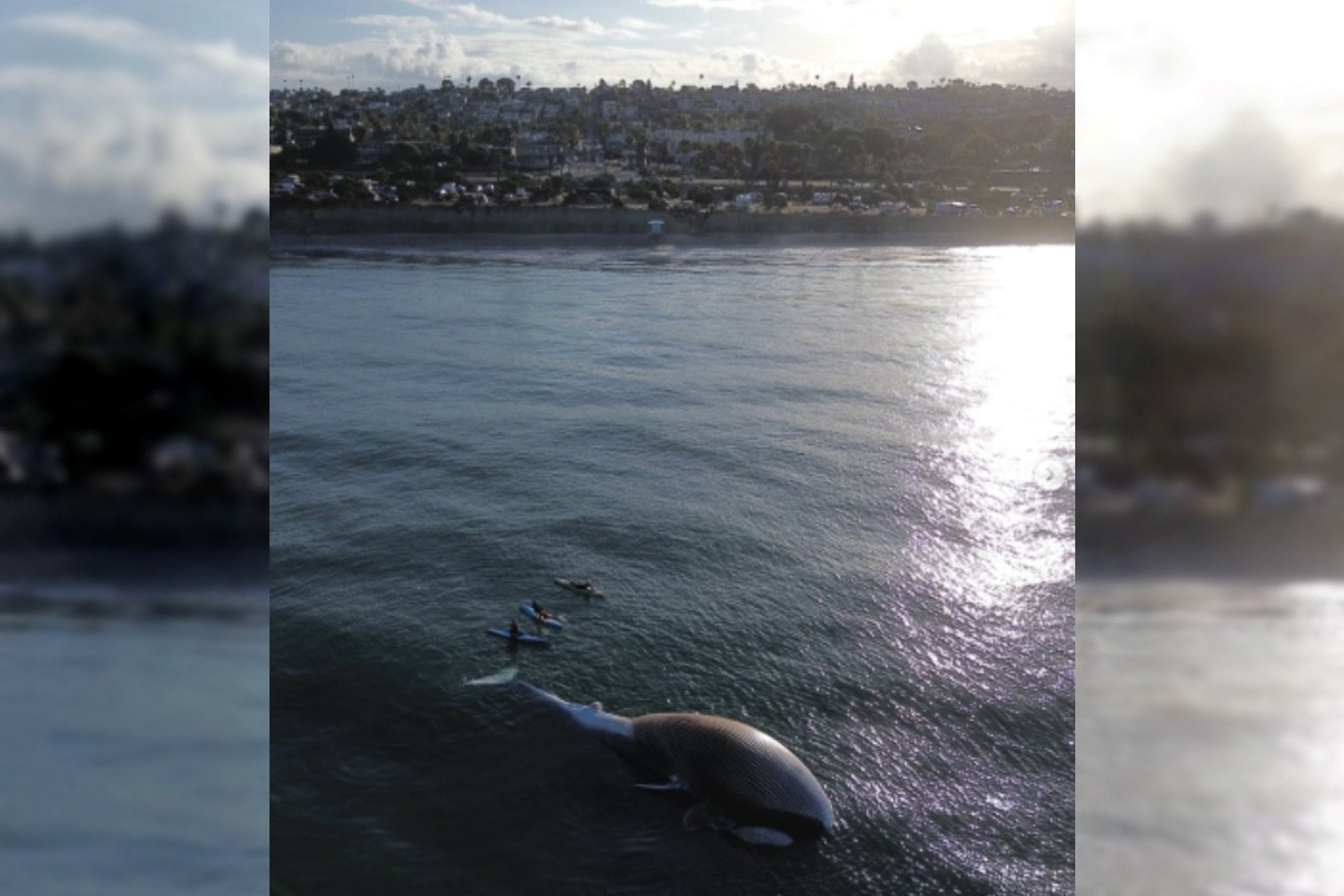 Fırtınadan sonra sahile vurdu: Onu yemeye gelen yırtıcılar için bölgede uyarı yapıldı