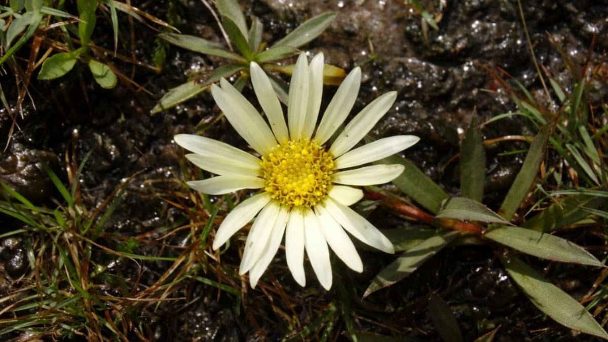 Dünyanın başka hiçbir yerinde yetişmiyor: Eşi benzeri olmayan yeni bir tür keşfedildi