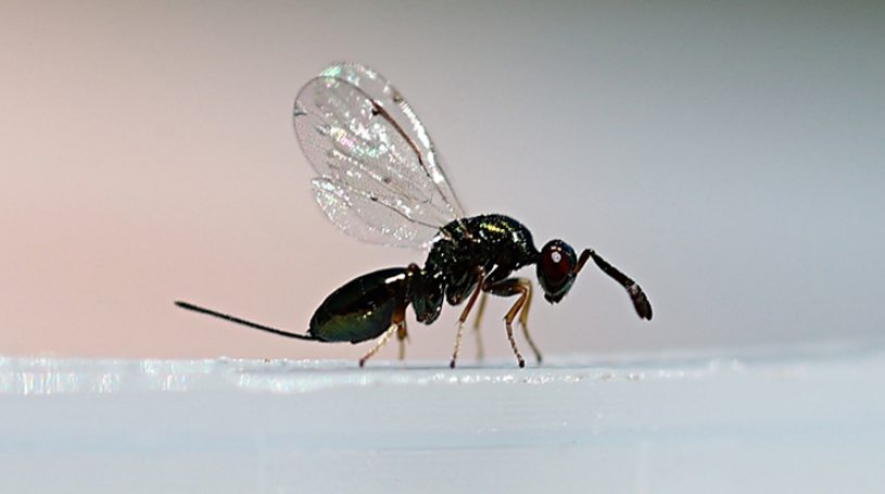 10 bin 'avcı böcek' kamu görevinde: 3 bin 300 hektarlık o alanı koruyacaklar