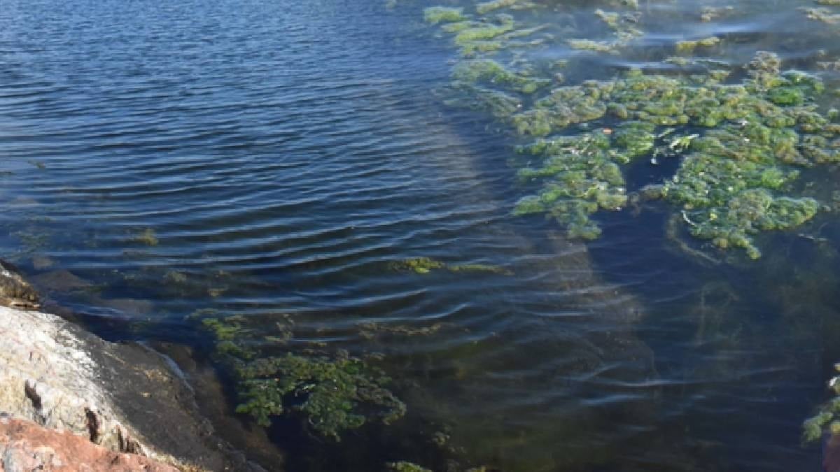 Dünyanın en tehlikeli bölgesi: 10 milyon yaratık yaşıyor