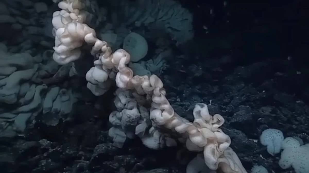 Dünyada türünün en büyüğü bulundu: Çamaşır yığınına benziyor