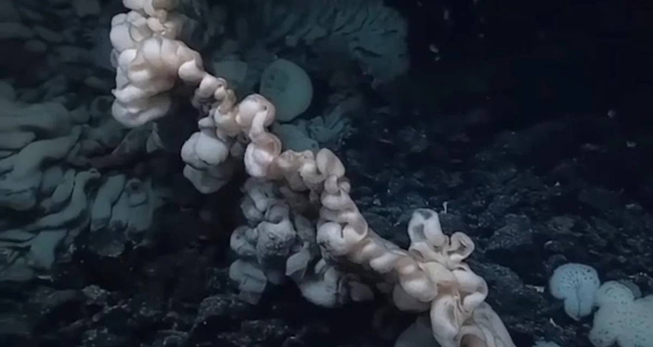 Dünyada türünün en büyüğü bulundu: Çamaşır yığınına benziyor