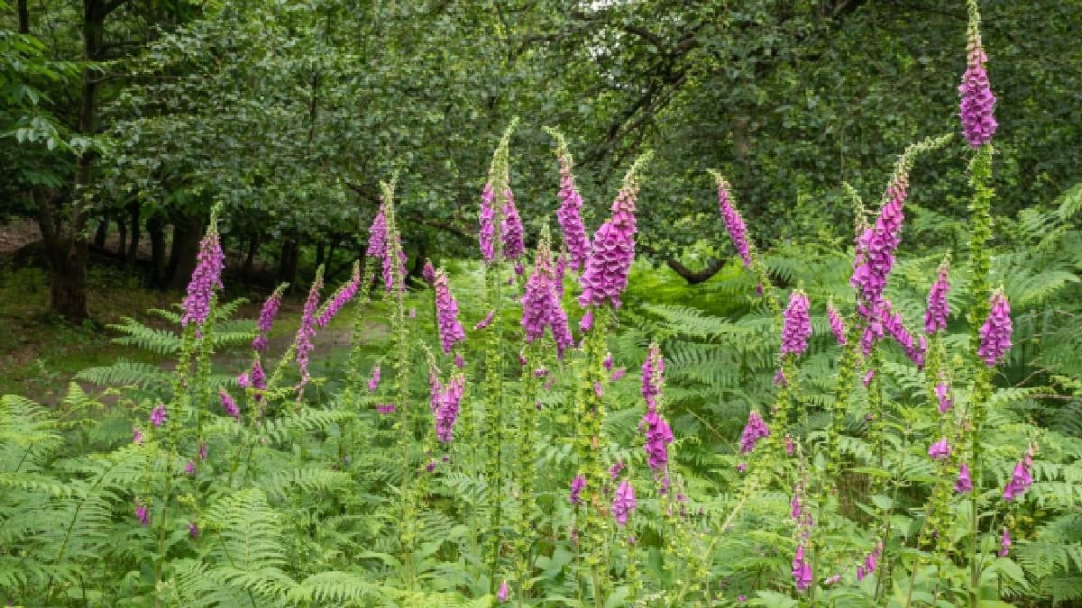 Dünyanın en zehirli çiçeği ama şifa dağıtıyor