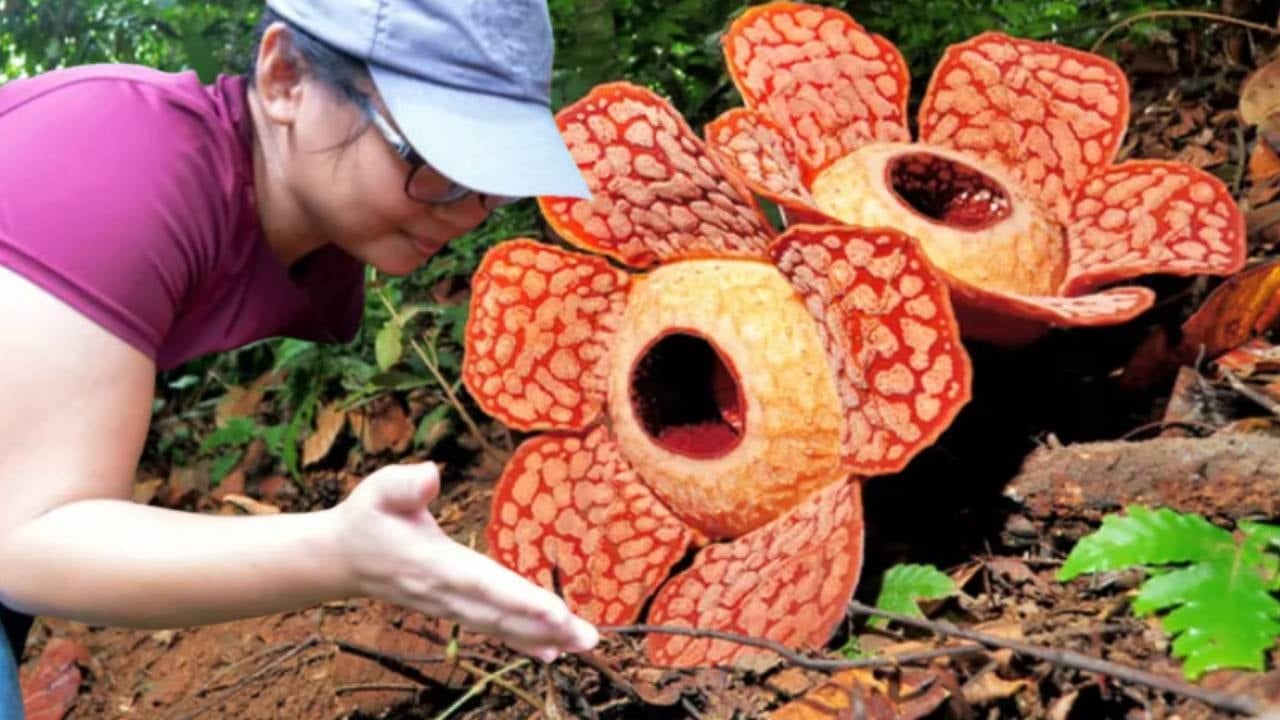 Adı bile duyanların tüylerini diken diken ediyor: 'Ceset Çiçeği' tekrar ortaya çıktı