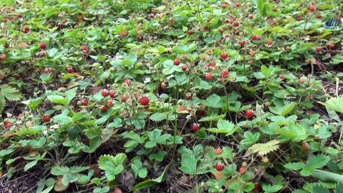 Dağlarda bedavadan yetişiyor: Kilosu 1300 TL