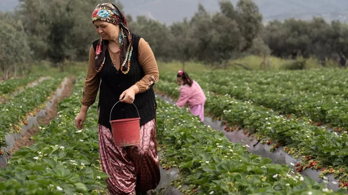15 gün gecikti ama verim arttı: '120 TL’ye satıyoruz, bizi kurtarıyor'
