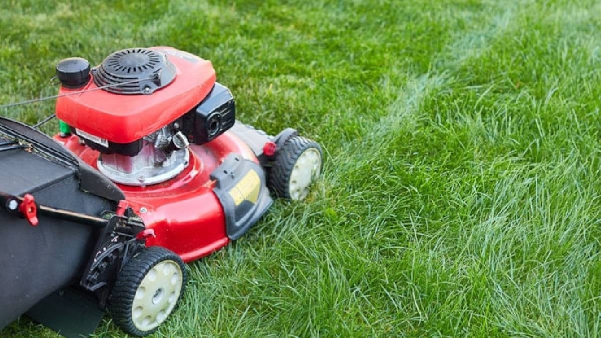 Çim biçerken külçe külçe altın buldu: Tam 2 milyon değerinde