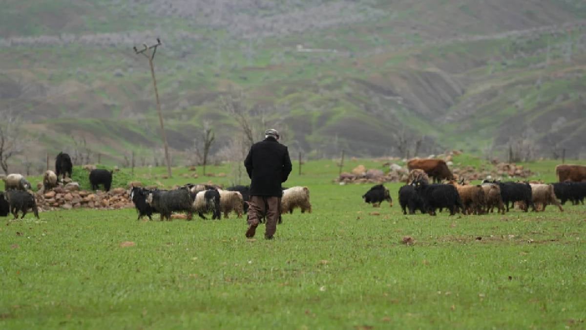 Hayvanlarını otlatan çoban tesadüfen dev bir yaratık buldu