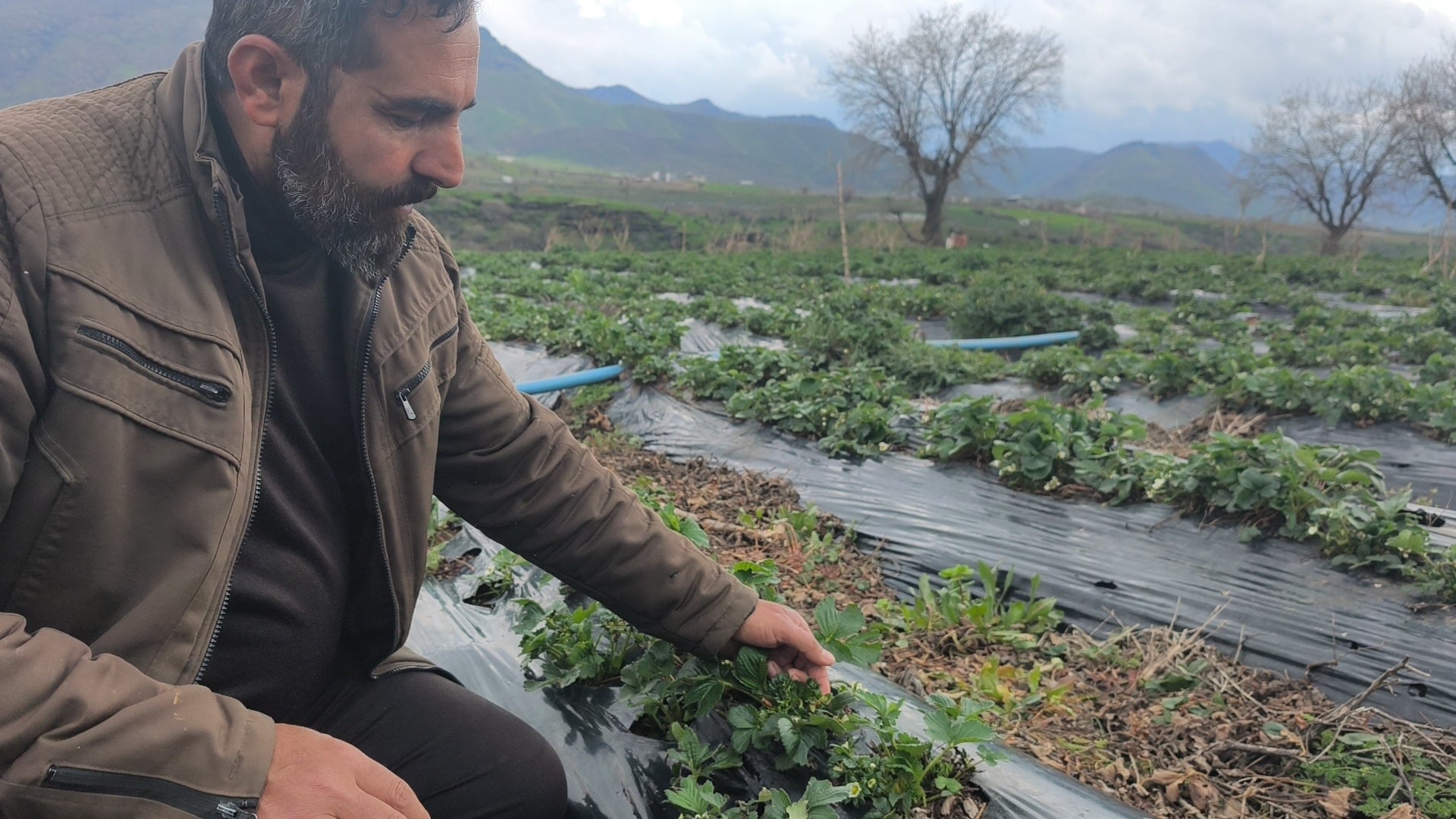Tarlaya giren dert yandı! Çiftçiler 'tarihi en kötü hasadı' diye isyan etti