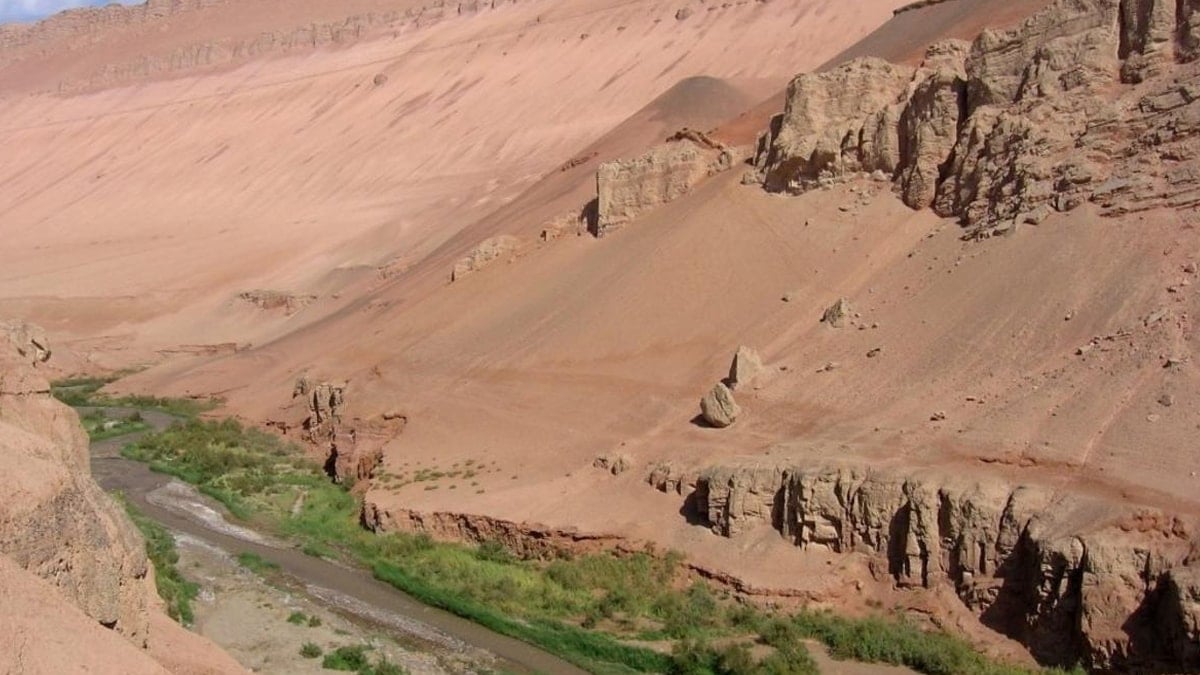 Çölün ortasına 60 milyar ağaç dikildi 