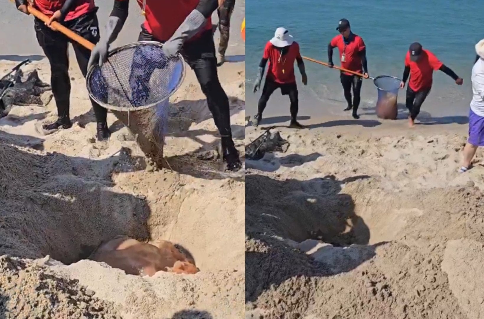 Yetkililer sudan çıkarıp apar topar sahile gömdü: Boyu 2 metreye ulaşıyor