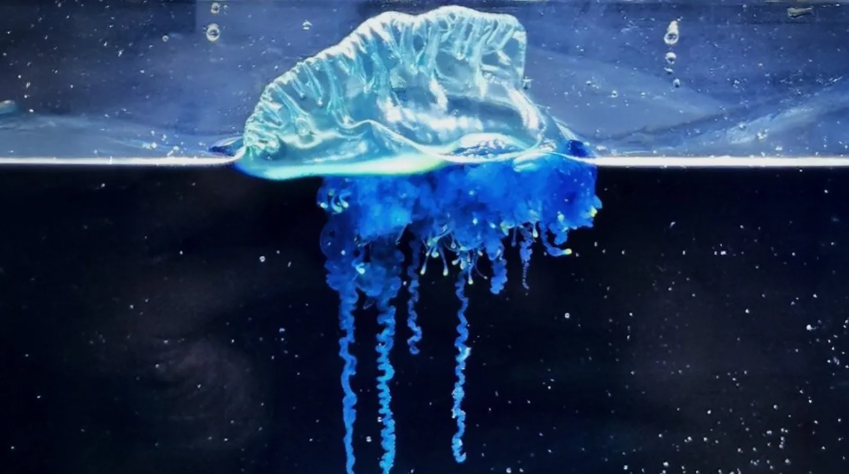 Bu yaz suya girmek imkansız olacak: Dokunanı mahveden canavar suda saklanıyor