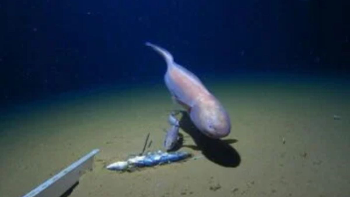 Bilim dünyası açıklayamıyor: Hiçbir canlı grubuna ait değil