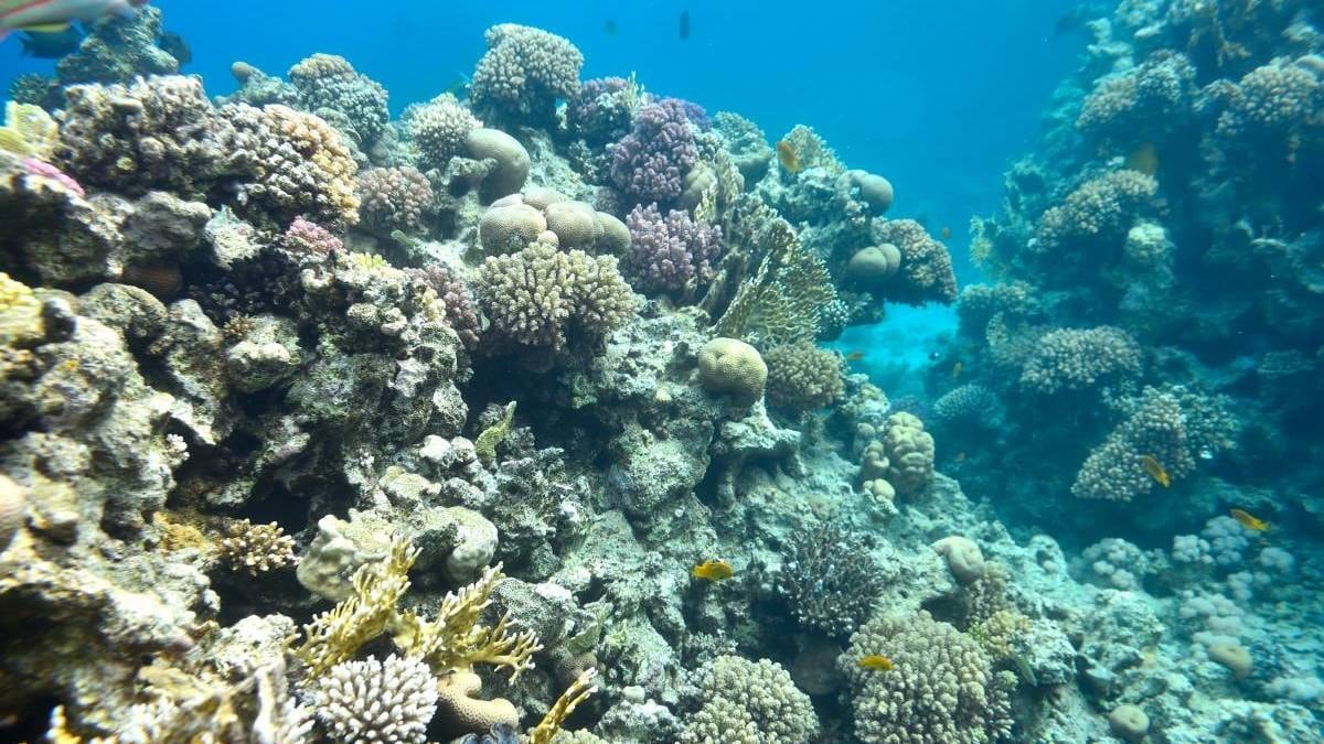 Devasa çukurda 2 bin yıllık yaratık bulundu: Dünyanın en büyüğü