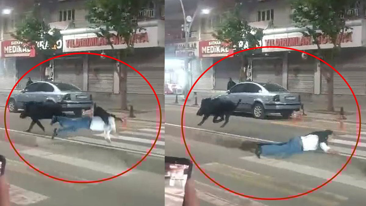 Şehir merkezine inen yaban domuzu ortalığı birbirine kattı! Yaralılar var